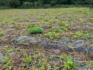 청안님의 들깨 · 영농일지 작성글 사진