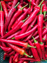 팜모닝 고추·영농일지 게시글 이미지