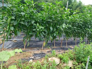 귀농4년차님의 자유주제 · 자유게시판 작성글 사진