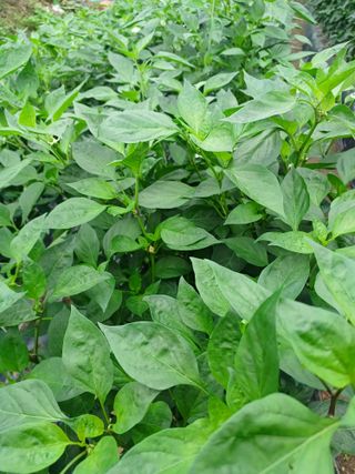 귀농4년차님의 자유주제 · 자유게시판 작성글 사진