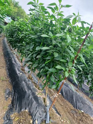 귀농4년차님의 자유주제 · 자유게시판 작성글 사진