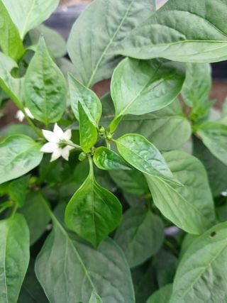 귀농4년차님의 자유주제 · 자유게시판 작성글 사진