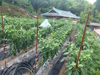 귀농4년차님의 자유주제 · 자유게시판 작성글 사진