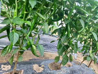 귀농4년차님의 자유주제 · 자유게시판 작성글 사진