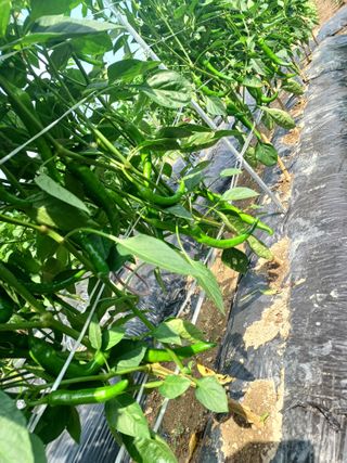 귀농4년차님의 자유주제 · 자유게시판 작성글 사진