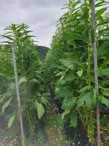 팜모닝 참깨·영농일지 게시글 이미지