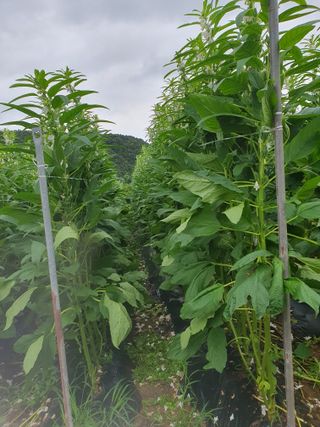 워람농장ㆍ황일택ㆍ님의 참깨 · 영농일지 작성글 사진