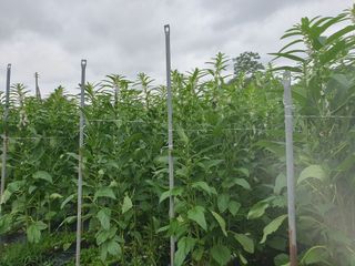 워람농장ㆍ황일택ㆍ님의 참깨 · 영농일지 작성글 사진