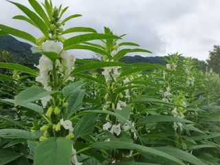 워람농장ㆍ황일택ㆍ님의 참깨 · 영농일지 작성글 사진