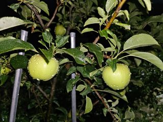 솔바람 님의 사과 · 영농일지 작성글 사진