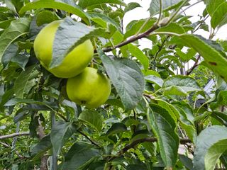 솔바람 님의 사과 · 영농일지 작성글 사진