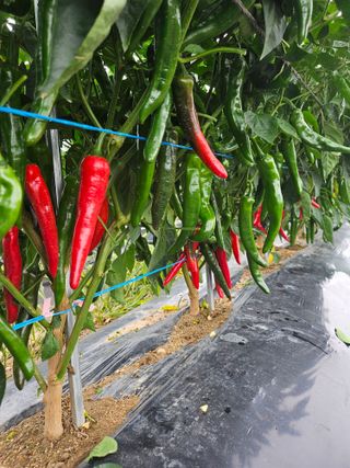 김덕조님의 고추 · 영농일지 작성글 사진