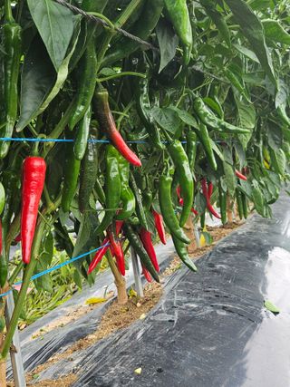 김덕조님의 고추 · 영농일지 작성글 사진