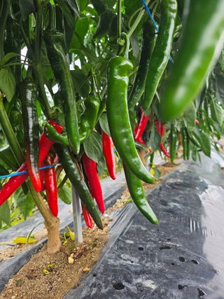 김덕조님의 고추 · 영농일지 작성글 사진