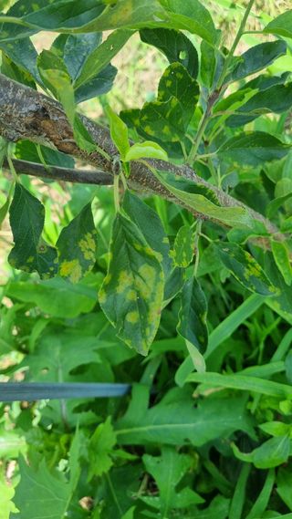 나물로61님의 자두 · 병해충상담 작성글 사진