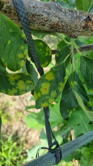 나물로61님의 자두 · 병해충상담 작성글 사진