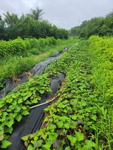 팜모닝 고구마·영농일지 게시글 이미지
