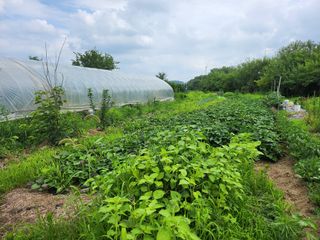 김유진님의 고구마 · 영농일지 작성글 사진