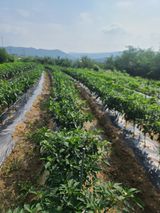 팜모닝 고추·영농일지 게시글 이미지