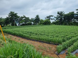 안동환님의 참깨 · 영농일지 작성글 사진