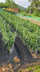 팜모닝 자유주제·자유게시판 게시글 이미지