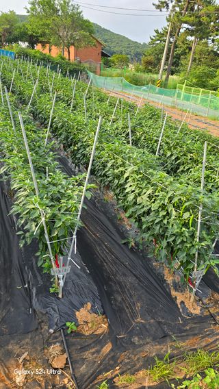 홍성부님의 자유주제 · 자유게시판 작성글 사진