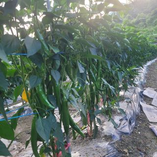 지리산청농군님의 고추 · 영농일지 작성글 사진