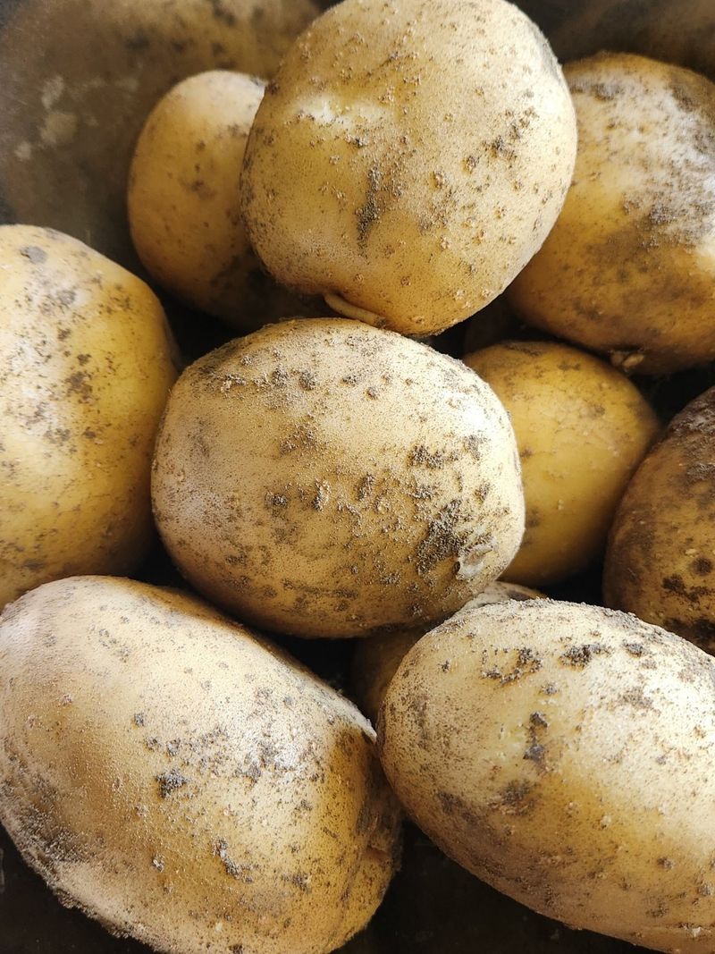 장터 상품 [분 많은 강원도 설봉감자 판매합니다. 5kg 10kg] 썸네일