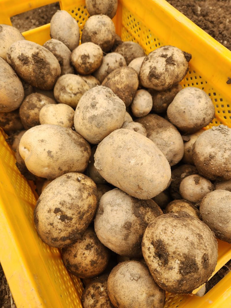 원주청년님의 장터 판매 상품 [분 많은 강원도 설봉감자 판매합니다. 5kg 10kg] 첨부 사진