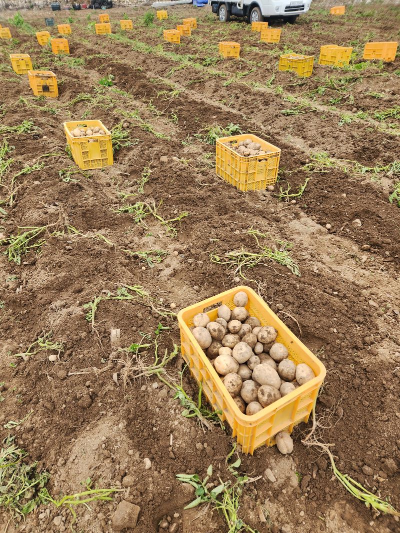 원주청년님의 장터 판매 상품 [분 많은 강원도 설봉감자 판매합니다. 5kg 10kg] 첨부 사진
