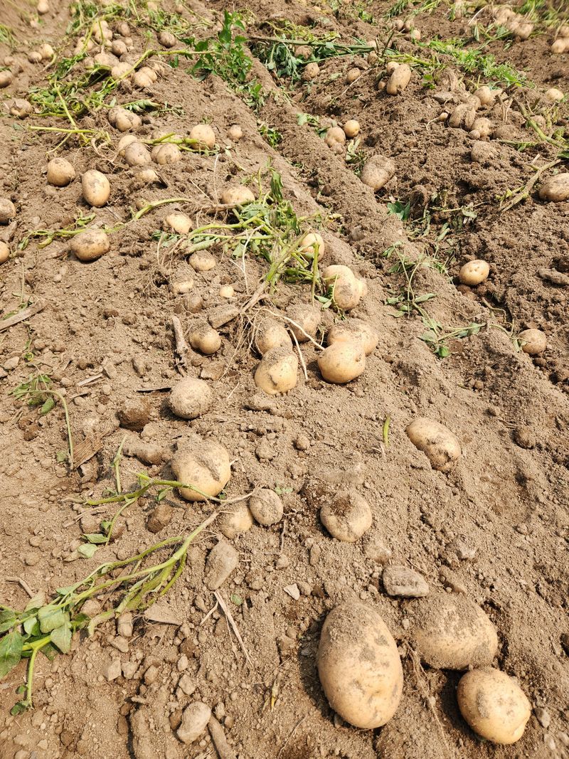 원주청년님의 장터 판매 상품 [분 많은 강원도 설봉감자 판매합니다. 5kg 10kg] 첨부 사진