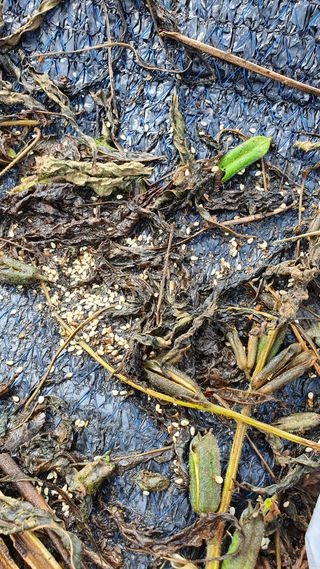 일개미의일상님의 팜모닝 · 출석 작성글 사진