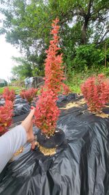 팜모닝 자유주제·자유게시판 게시글 이미지