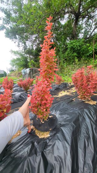 조경가드닝님의 자유주제 · 자유게시판 작성글 사진