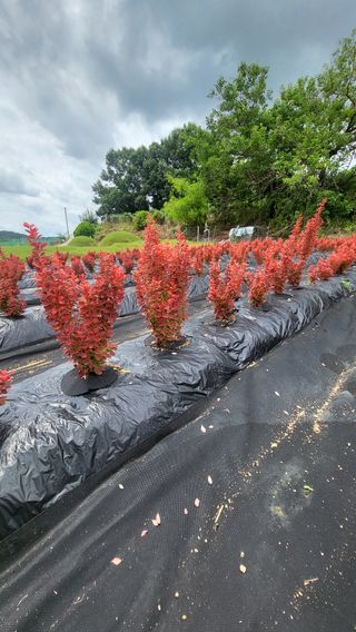 조경가드닝님의 자유주제 · 자유게시판 작성글 사진
