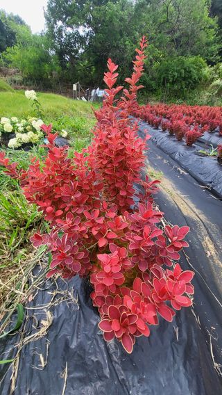 조경가드닝님의 자유주제 · 자유게시판 작성글 사진