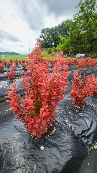조경가드닝님의 자유주제 · 자유게시판 작성글 사진
