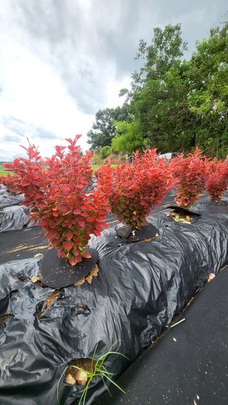 조경가드닝님의 자유주제 · 자유게시판 작성글 사진