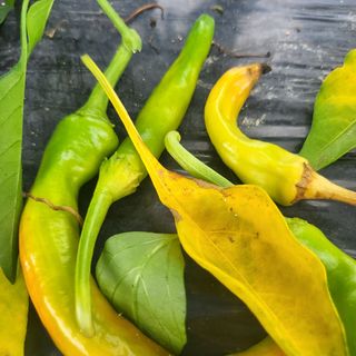 귀농 님의 고추 · 병해충상담 작성글 사진