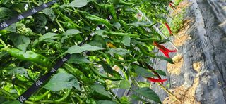 병아리농사꾼님의 자유주제 · 자유게시판 작성글 사진