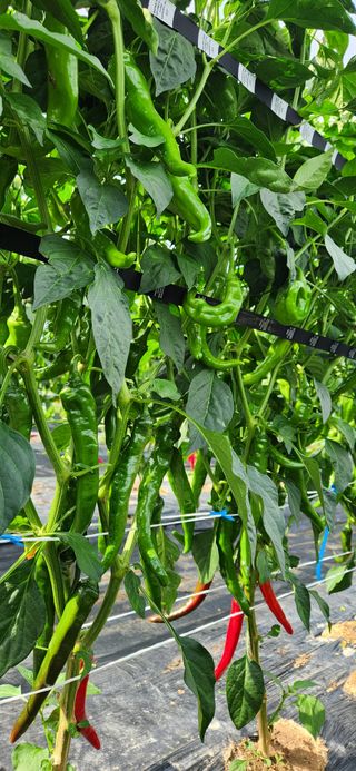 병아리농사꾼님의 자유주제 · 자유게시판 작성글 사진