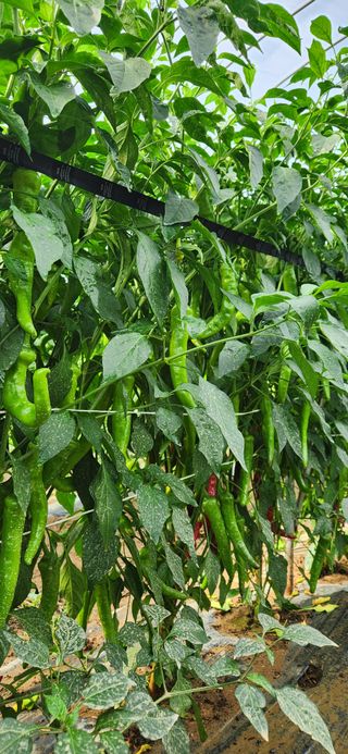 병아리농사꾼님의 자유주제 · 자유게시판 작성글 사진