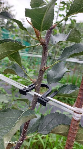 철희님의 사과 · 영농일지 작성글 사진