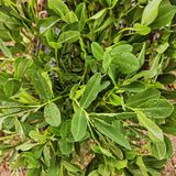 팜모닝 기타작물·병해충상담 게시글 이미지