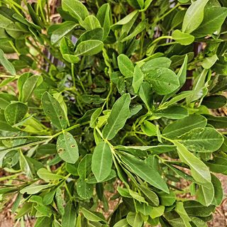 예담농원(민경진)님의 기타작물 · 병해충상담 작성글 사진