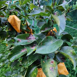 하동삼삼오오님의 배 · 병해충상담 작성글 사진