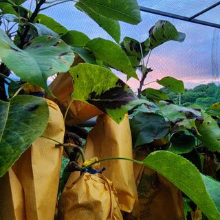 하동삼삼오오님의 배 · 병해충상담 작성글 사진