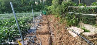 감7993님의 고추 · 영농일지 작성글 사진