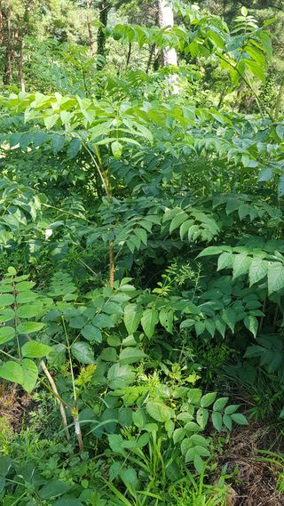 두릅 엄나무노지님의 두릅 · 영농일지 작성글 사진