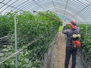 금은숙님의 고추 · 영농일지 작성글 사진